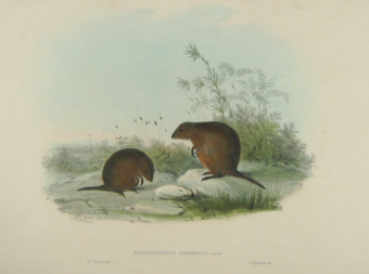 John Gould Macropodidae